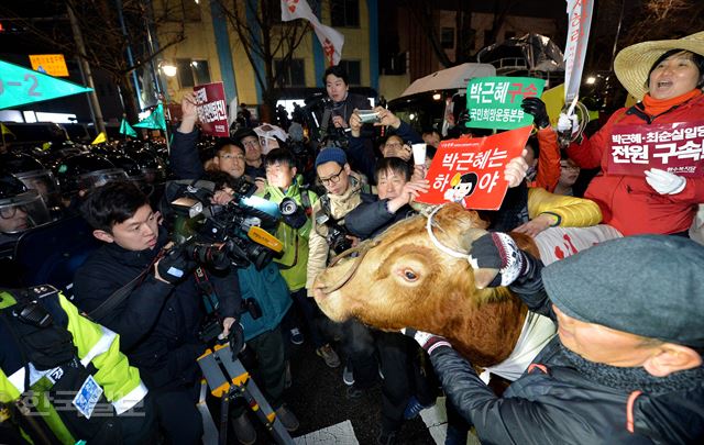 박근혜 대통령 퇴진 요구 대규모 촛불집회가 열린 26일 서울 청운동주민센터 앞 경찰 저지선에 농민들이 소를 몰고 와 경찰과 대치하고 있다. 소는 잠시 후 돌아가 별다른 충돌은 없었다. 김주성기자 poem@hankookilbo.com