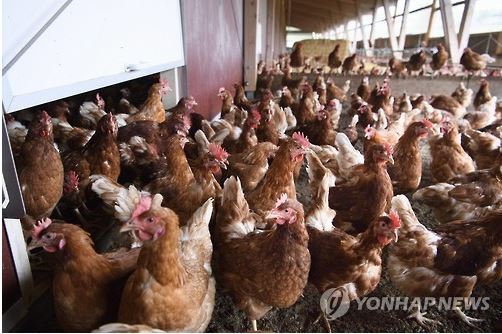 고병원성 H5N8 계열 AI 바이러스는 닭 등 가금류에 치명적인 것으로 알려졌다. 연합뉴스.