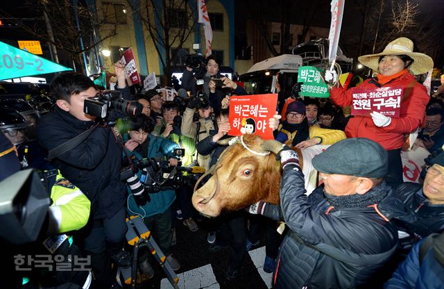 박근혜 대통령 퇴진을 촉구하는 제5차 촛불집회가 열린 26일 오후 서울 청운동 주민센터 앞에서 한 농민이 소를 몰고 와 경찰과 대치하고 있다. 김주성 기자