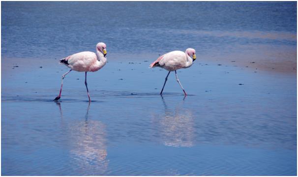 볼리비아의 라구나 콜로라다(Laguna Colorada)의 플라밍고는 현재 멸종 위기에 처한 창백한 핑크 빛 안데스 플라밍고인 반면,