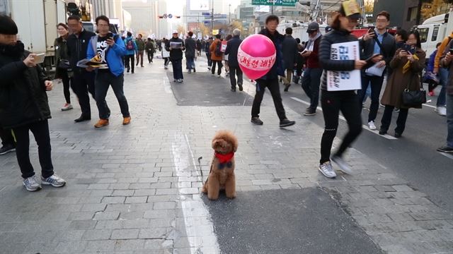 촛불 집회에 참여한 반려견이 ‘대통령 해볼까’란 문구가 적힌 풍선을 등에 매달고 있다. 한설이 인턴PD