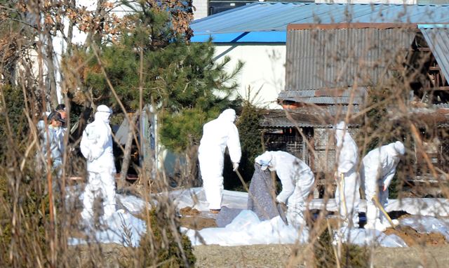 2일 오전 강원도 철원군 갈말읍 강포리 산란계 농장에서 조류인플루엔자(AI) 의심축이 발견돼 방역당국 관계자들이 살처분 작업을 하고 있다. /뉴스1