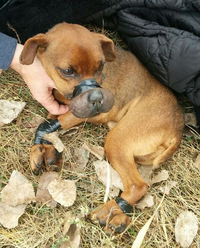 저스티스는 입과 다리가 모두 절연 테이프로 묶인 채 구조됐다. 윈저·에섹스 휴메인 소사이어티 페이스북