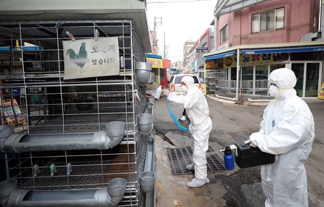 고병원성 조류인플루엔자(AI) 확산에 따라 전통시장의 가금류 판매 제한이 이뤄진 가운데 5일 오후 광주 북구 말바우시장 닭·오리 판매 상점에서 광주 북구청 관계자들이 닭장 방역에 한창이다. 연합뉴스