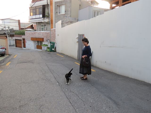 길고양이 갑수가 사람에게 다가와 애교를 부리고 있다. 김보경 대표 제공