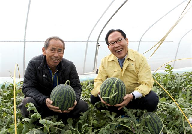 차정섭(오른쪽) 함안군수가 겨울 수박 출하를 시작한 군북면 월촌리 비닐하우스에서 수박을 들어 보이고 있다. 함안군 제공