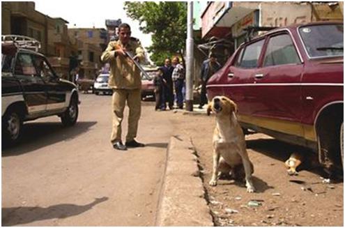 2009년 당시 이집트에서 정부 관계자가 유기견을 향해 총을 겨누고 있다. occupyforanimals.net