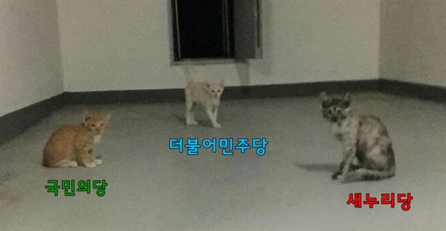 국회 의원회관에 살던 고양이 삼형제. 팅커벨프로젝트 제공