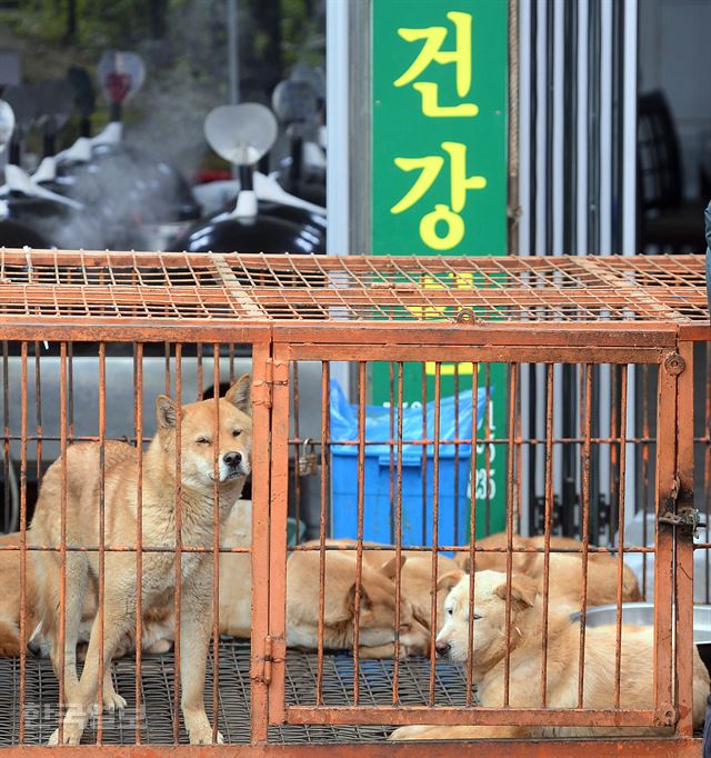 올해 초 경기 성남 모란시장 내 도살을 앞둔 개들이 철창 밖을 바라보고 있다. 한국일보 자료사진