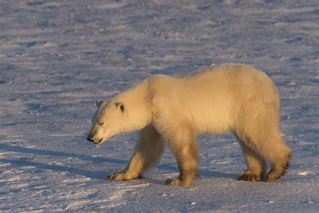 캐나다 허드슨만 해안가를 한 북극곰이 걸어가고 있다. 출처: Elisabeth Kruger WWF US