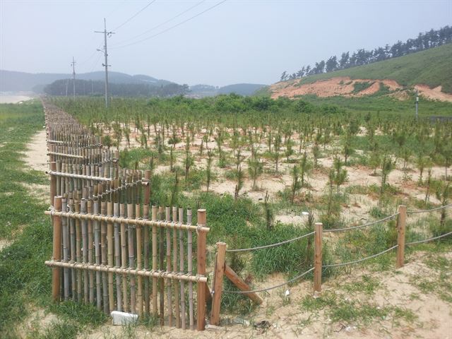 충남도가 보령시 원산도 도유림에 조성한 탄소상쇄숲. 충남도 제공