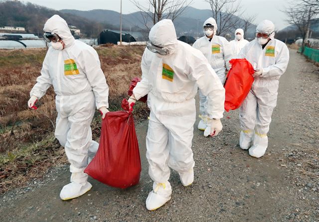 인천보건환경연구원 가축방역관들이 26일 인천 서구 공촌동의 한 토종닭 농가에서 조류인플루엔자(AI) 감염이 의심되는 닭을 수거하고 있다. 인천시는 이 농가가 29일 고병원성 AI 확진 판정을 받았다고 밝혔다. 연합뉴스