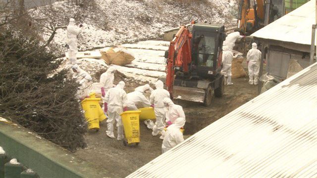 축산농 및 공무원들이 가금류 살처분을 준비하고 있다. 뉴스1