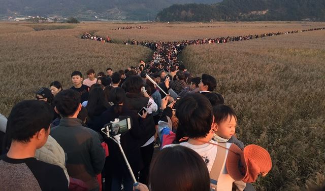 전남 순천만 갈대밭 사이로 관광객 발길이 이어지고 있다.