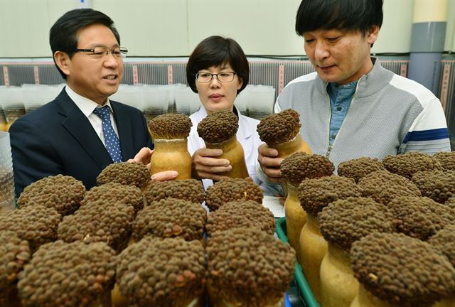 충북도농업기술원이 개발한 갈색 팽이버섯. 도농업기술원은 백색 팽이버섯의 원조인 일본에 우리 팽이버섯 농가들이 지불하는 로열티를 줄이기 위해 2008년부터 토종 팽이버섯 신품종 개발에 뛰어들었다. 충북도 제공