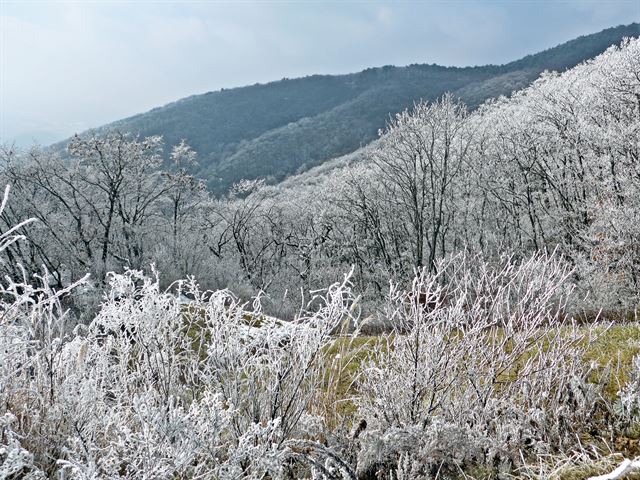 태기산은 차로 오를 수 있어 눈꽃 드라이브 코스로 제격이다. 조두현 기자