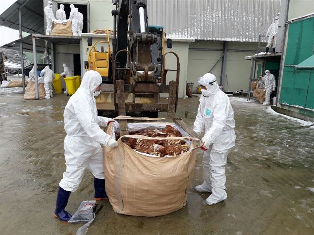 천안시 직원들이 AI에 감염된 닭 사육농장에서 살처분 작업을 돕고 있다. 천안시 제공