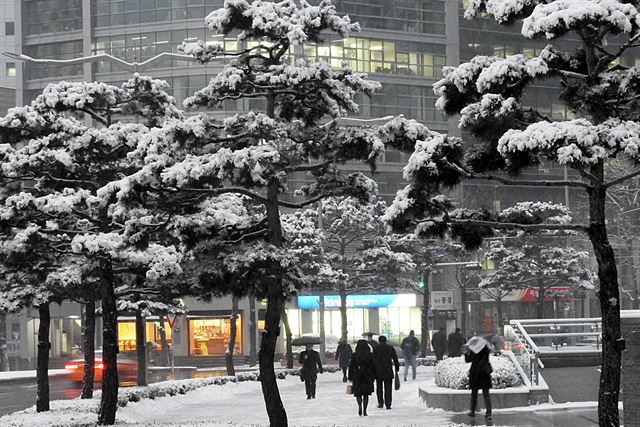 서울을 비롯한 수도권에 올 겨울 첫 대설주의보가 발효된 20일 오전 서울 중구 숭례문 인근 소나무에 눈이 소복이 쌓여있는 가운데 시민들이 출근을 재촉하고 있다. 기상청은 이번 눈이 오후쯤 그친 후 한파가 찾아올 것으로 예상했다. 왕태석기자 kingwang@hankookilbo.com