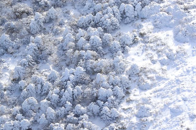 25일 오전 제주 한라산이 만설을 이뤄 아름다운 자태를 뽐내고 있다. 2017.1.25 제주=연합뉴스