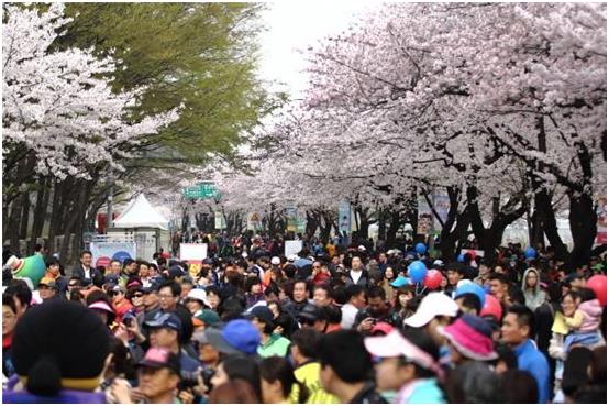 지난해 4월 열린 여의도 봄꽃 축제. 영등포구 제공