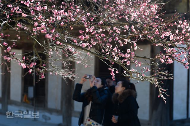 입춘을 이틀 앞둔 2일 오후 경남 양산시 통도사에서 홍매화가 꽃망울을 터트려 눈길을 끌고 있다. 양산=전혜원 기자