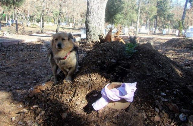 터키에 사는 반려견 ‘세서’는 세상을 떠난 주인을 잊지 못하고 매일 무덤을 찾아가고 있다. 알리 일한(Ali Ilhan) 제공