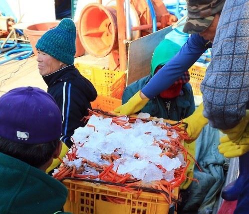 강원 동해안이 주산지인 붉은대게는 동맥경화 등 성인병 예방에 효과가 있는 것으로 알려져 있다. 속초시와 속초 붉은대게 산업육성사업단은 17일부터 청호동 수협부두 일원에서 ‘2017 붉은대게 속초’ 행사를 연다. 연합뉴스