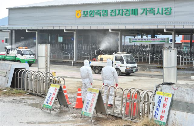 8일 0시까지 전국 우제류 가축 등의 이동이 일시 정지되는 ‘스탠드스틸’이 발령된 가운데 7일 오전 경북 포항 포항축협 전자경매 가축시장에서 축협 직원들이 소독 작업을 하고 있다. 포항=뉴스1