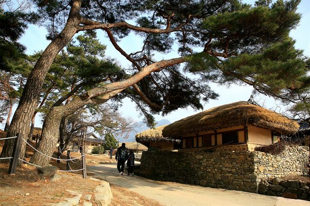 노송과 초가가 어우러진 외암마을 입구 돌담길. 한국관광공사 제공