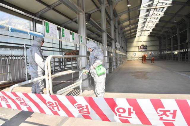 정부가 7년만에 구제역 위기 단계를 최고 수준인 '심각' 단계로 격상하고 전국 가축시장을 폐쇄한 10일 오전 경기도 파주시 적성면에 휴장이 결정된 파주연천축협 가축시장을 축협직원들이 소독하고 있다. 연천에서는 지난 8일 수도권에서는 처음으로 군남면의 한 젖소 사육농장에서 구제역이 발생, 사육 중인 소 114마리를 살처분했다. 2017.02.10. 파주=뉴시스