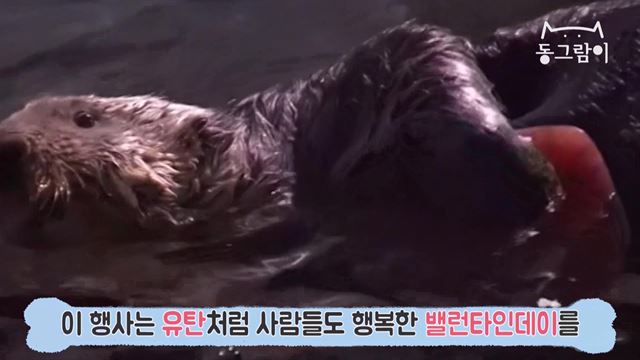 해달 ‘유탄’이 사육사가 준 밸런타인데이 선물인 하트 얼음을 꼭 안고 헤엄치고 있다. 영상 캡처