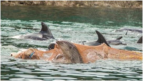 일본 와카야마현 다이지에서 큰돌고래들이 포획망에 걸려 움직이지 못하고 있다. Dolphinproject. com