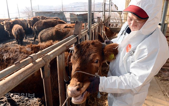 충남 당진 공수의인 정한영 충남동물종합병원 원장이 정미면 수당리 한우 사육농가에서 구제역 백신 접종을 한 소들을 살펴보고 있다. 당진=고영권 기자 youngkoh@hankookilbo.com