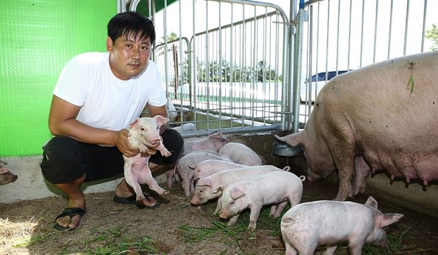 동물복지와 친환경 사육으로 전국 최초로 동물복지 축산농장으로 인증 받은 전남 해남군 황산면 송호리 양돈농장 ‘‘강산이야기’ 강민구(40) 대표가 돈사 안에서 새끼 돼지를 살피고 있다. 강산이야기 제공 .