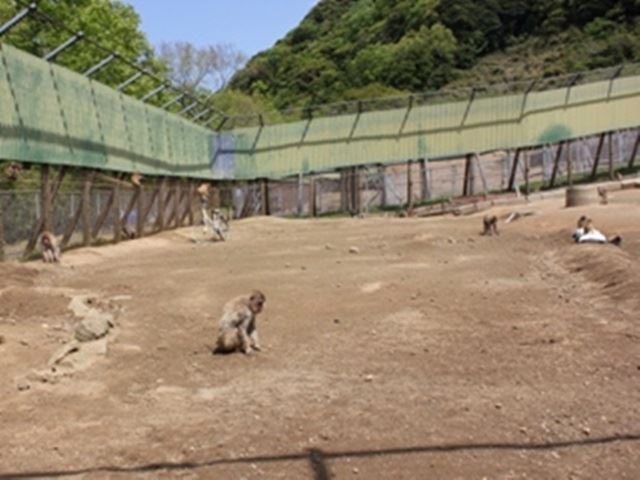 동물원 외부에는 특정외래생물로 분류되는 붉은털원숭이가 서식하고 있다. 울타리가 손상되는 등 시설 미비로 인해 원숭이가 동물원 안팎을 드나드는 일이 벌어졌다. 훗쓰 시 홈페이지