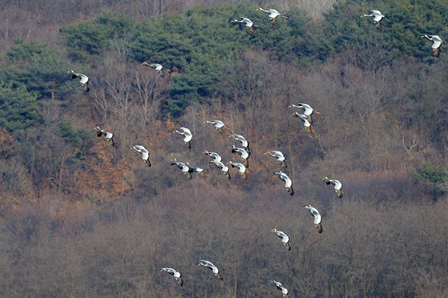 요즘 철원평야에서는 겨울철 진객인 두루미들이 하늘을 뒤덮는 놀라운 풍경을 볼 수 있다.