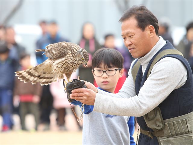 전통 매사냥 시연 모습. 청도군 제공