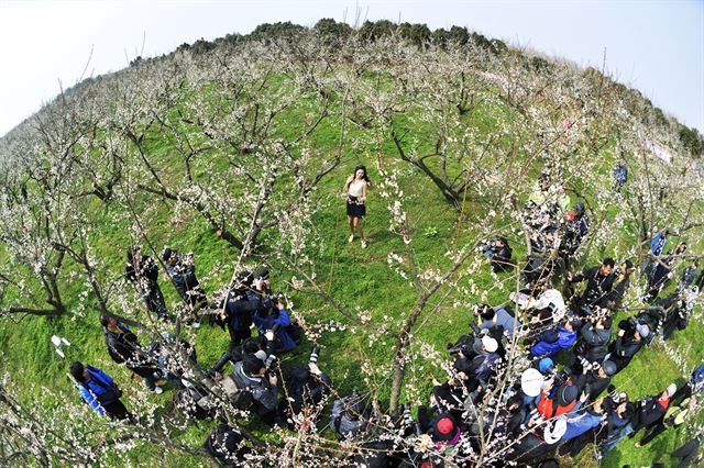 전남 해남군 산이면 보해매실농원. 보해양조 제공