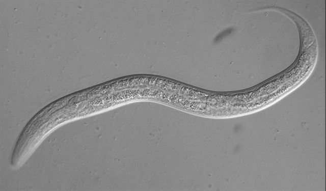 '모델 생명체'라 불리는 예쁜꼬마선충에 대한 연구결과는 인간에 적용할 수 있다. 사진은 노화 연구를 위해 염색체 말단인 텔로미어의 길이를 인위적으로 늘린 예쁜꼬마선충. 한국일보 자료사진
