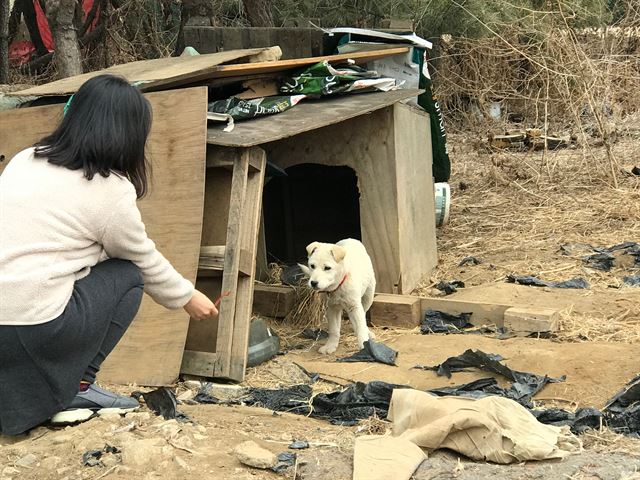 판자로 얼기설기 만든 개집 앞에 개 한 마리가 쇠줄로 묶여있다.