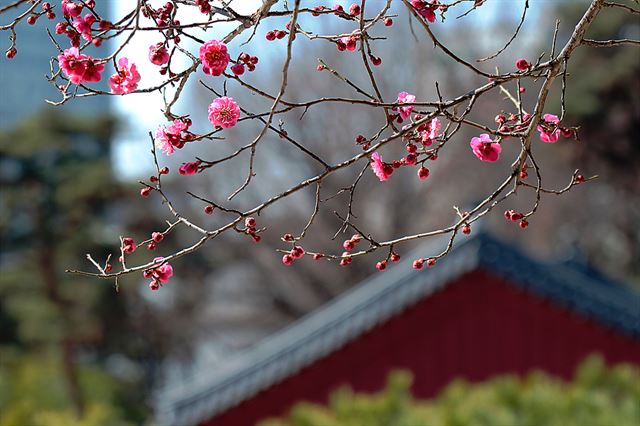 17일 서울 강남구 봉은사 경내에 홍매화가 붉은 꽃망울을 활짝 터뜨리고 있다. 연합뉴스