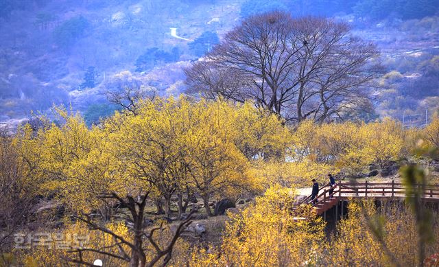 산수유 꽃 축제가 열리고 있는 구례 산동면 반곡마을 모습(16일). 산동면은 거의 모든 마을이 노란 물결이다. 구례=최흥수기자