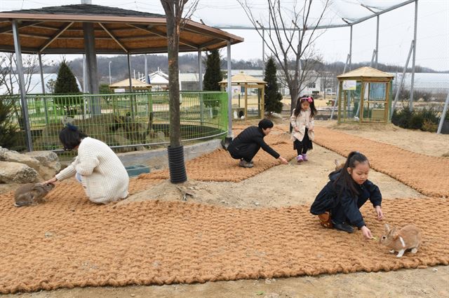 영주시 안정면 농업기술센터에 마련된 토끼소공원에서 어린이들이 토끼를 만지거나 먹이를 주는 등으로 즐거운 시간을 보내고 있다. 영주시 제공