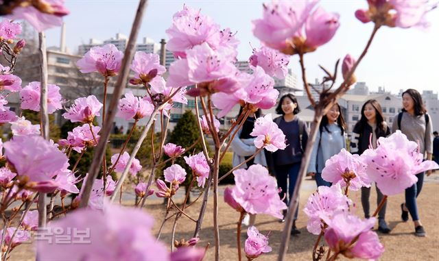 완연한 봄날씨를 보이는 23일 오후 서울 서대문구 이화여대 교정에 진달래꽃이 활짝 피어 봄소식을 전하고 있다.배우한 기자