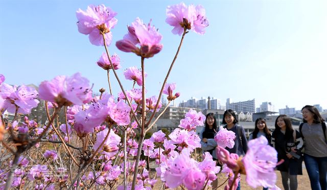 완연한 봄날씨를 보이는 23일 오후 서울 서대문구 이화여대 교정에 진달래꽃이 활짝 피어 봄소식을 전하고 있다.배우한 기자