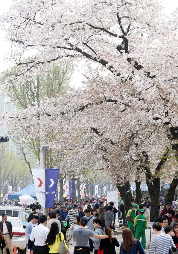 경기도청 벚꽃축제