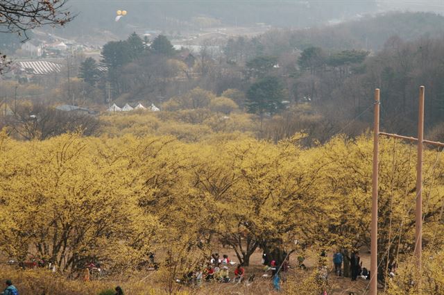 이천백사산 산수유축제