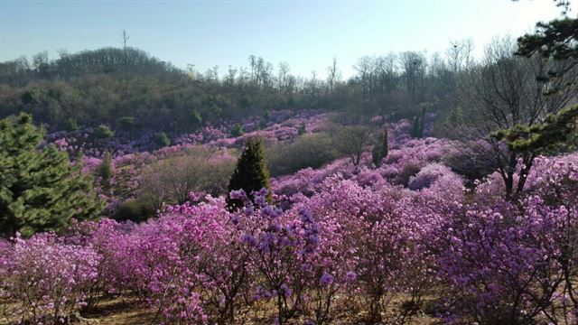 부천 원미산 진달래축제