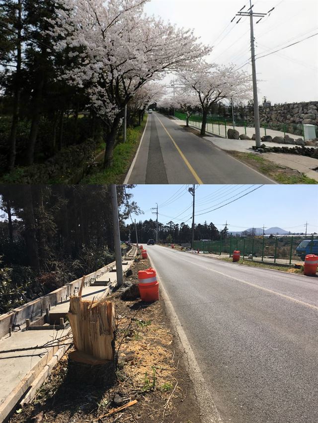 제주시 애월읍 하귀1리 도로 확포장 공사로 인해 훼손된 벚나무들. 위쪽 사진은 공사 전, 아래쪽은 공사 후 모습. 제주환경운동연합 제공.