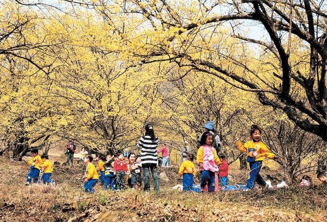 산수유가 만개한 '산수유마을 둘레길'. 한국관광공사 제공.